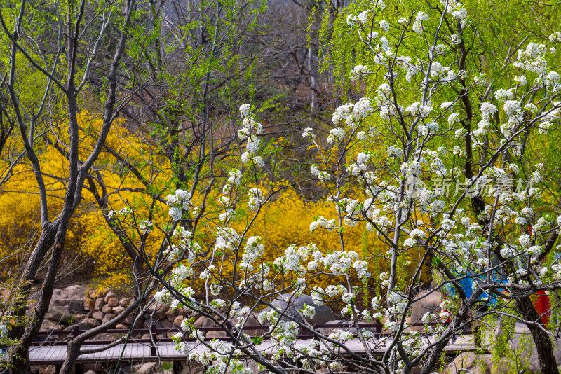 青岛大珠山杜鹃花风光