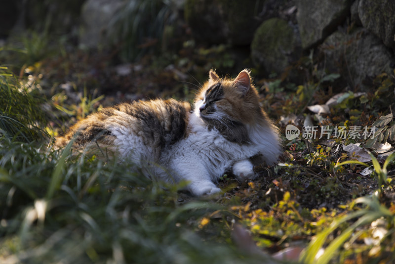 中式庭院草丛中的一只猫