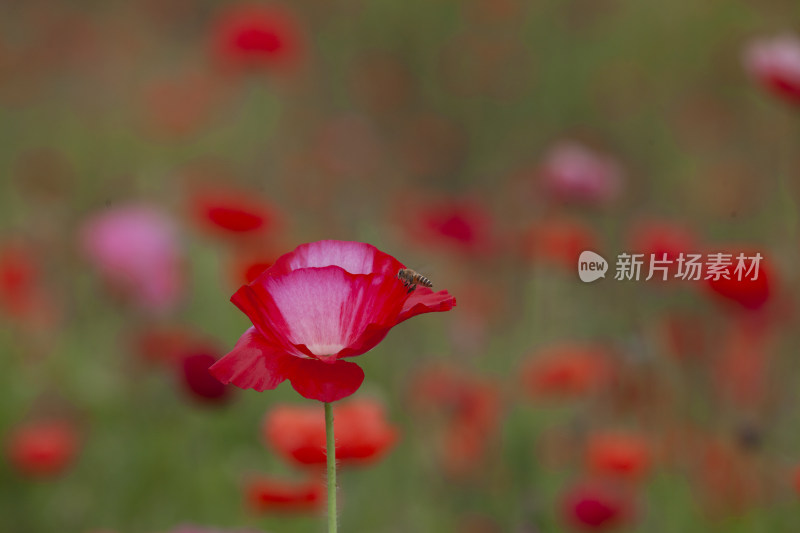 虞美人秋英花 花海 蜜蜂