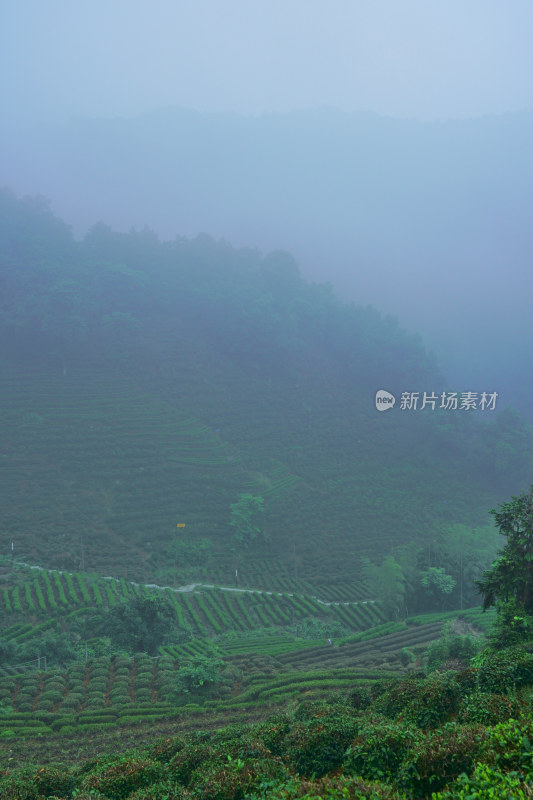 雾气弥漫的茶园