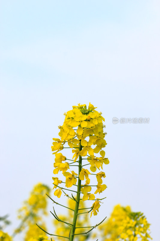 春天油菜花盛开