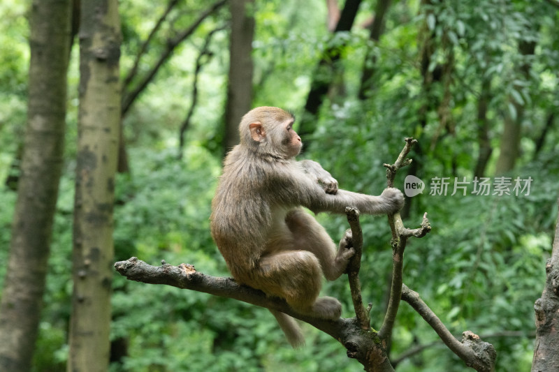 贵州贵阳黔灵山公园的猴子