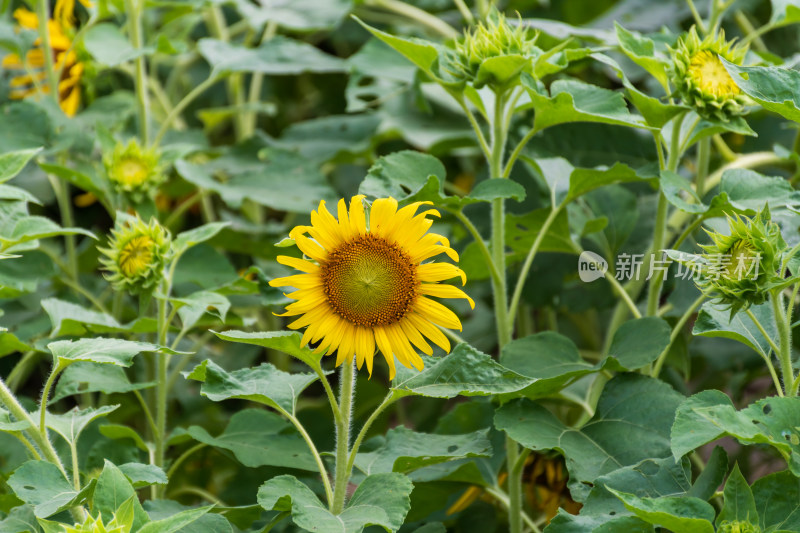 福州花海公园向日葵花田