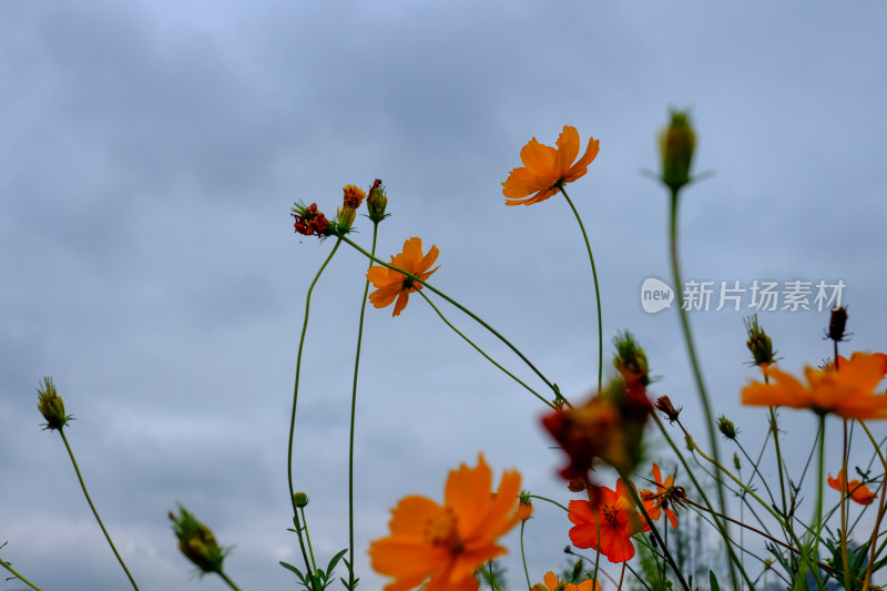 沙湖格桑花