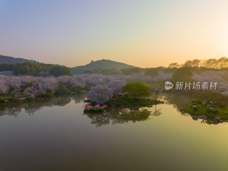 武汉东湖磨山樱花园樱花盛开