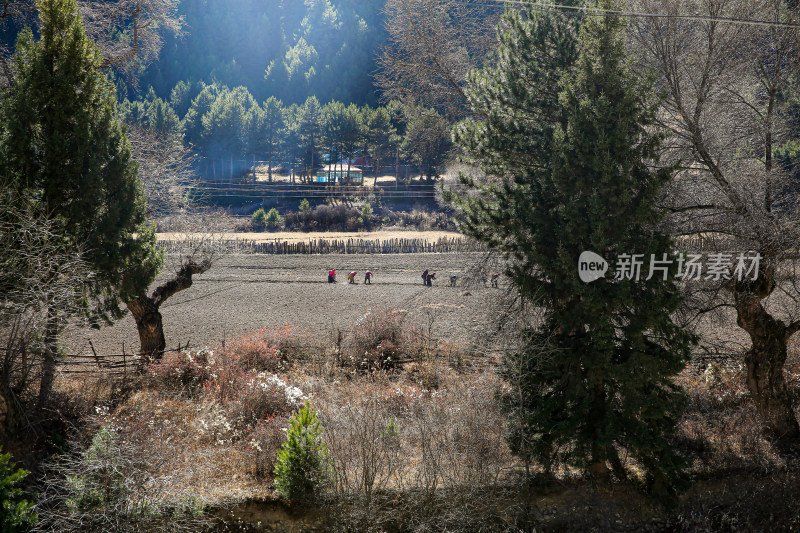 冬天树林村庄天地