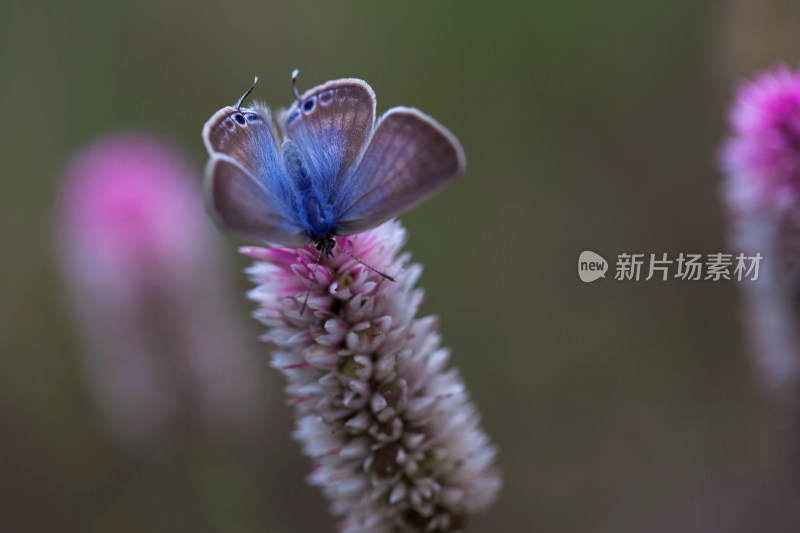 花与蝴蝶