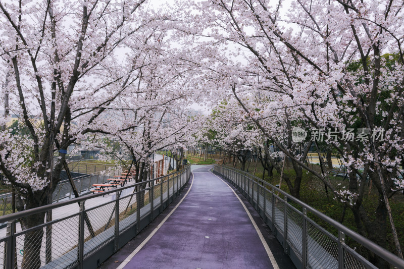 杭州大运河亚运公园春天樱花跑道