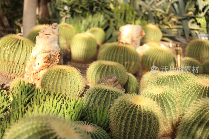 自然植物花草艳丽生命力