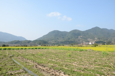 春天盛开的油菜花田