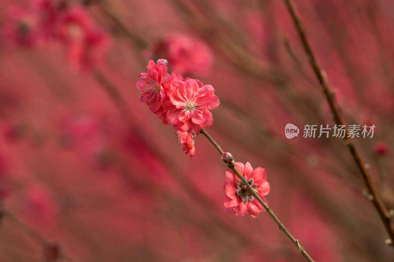 盛开的粉色桃花特写