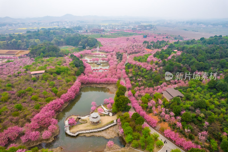 湖南省常宁市百万樱花园航拍风光