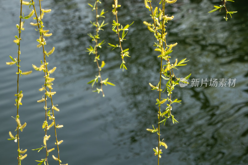 春天湖岸边水面上生出嫩芽的柳树枝条