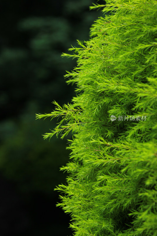 黄金串钱柳绿色植物背景