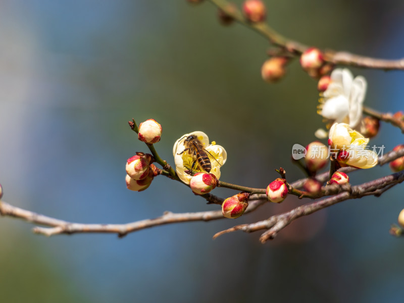 蜜蜂在盛开的梅花枝头采蜜的景象