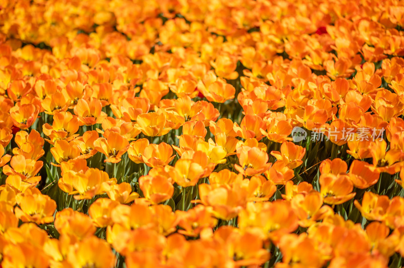 橙色郁金香花卉景观