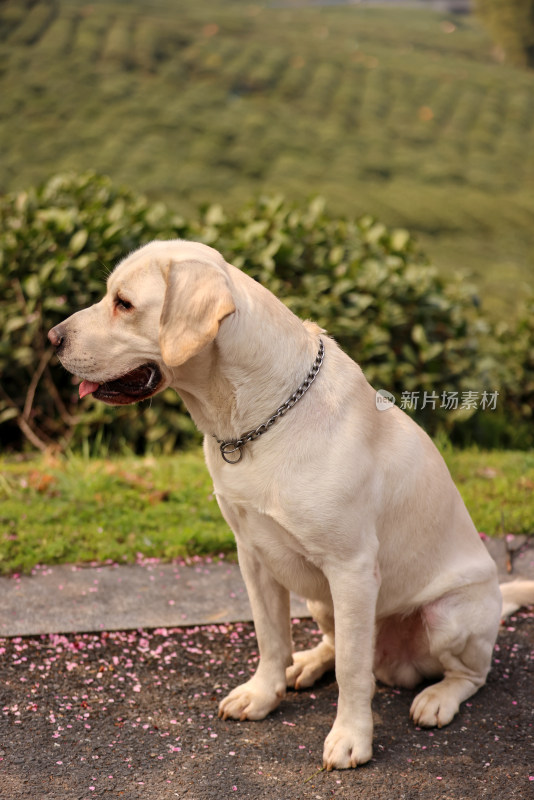 坐在茶园前的拉布拉多寻回犬