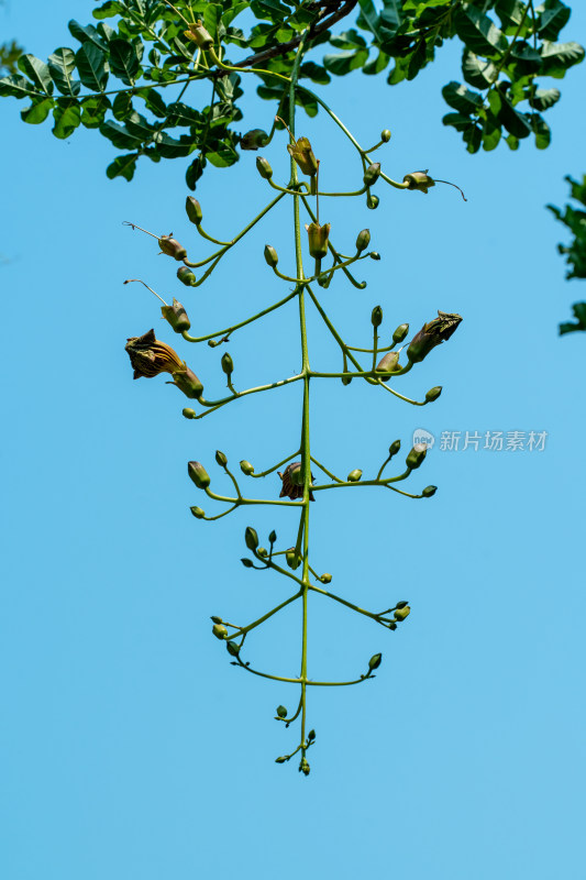 生长的绿色植物