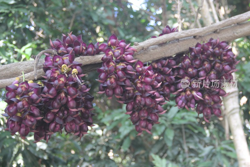 广东东莞：紫色禾雀花