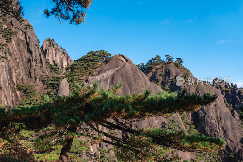 云雾下，安徽黄山的松树风景