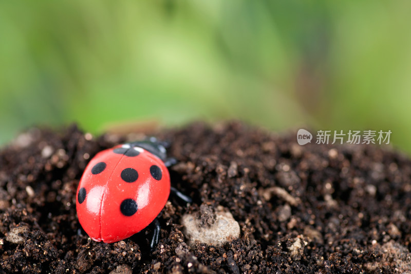 觅食的七星瓢虫