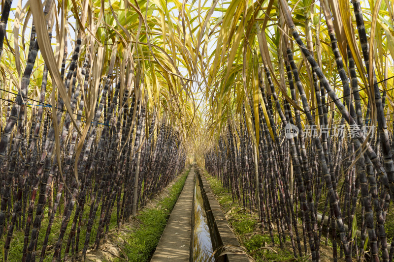 成片的甘蔗种植林