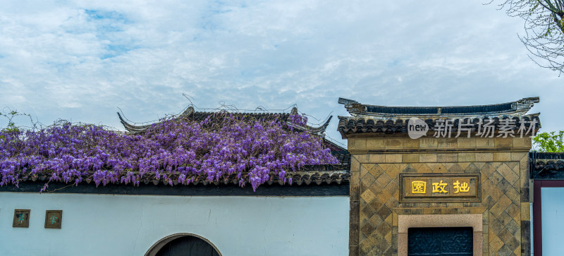 拙政园外，文征明手植紫藤花开全景