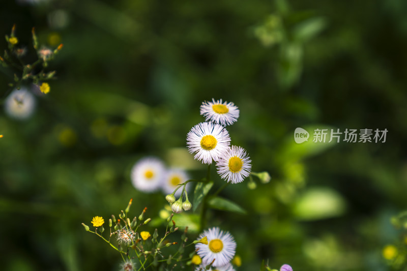 户外生长的白色雏菊特写