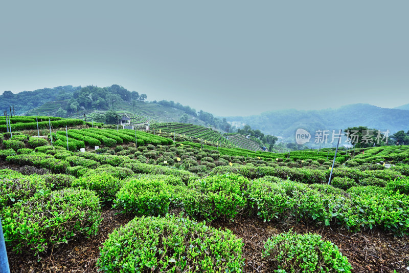 西湖龙井的茶园