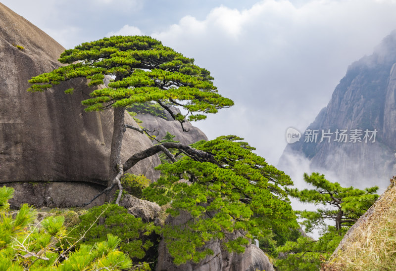 安徽黄山风景区自然风光迎客松 (3)