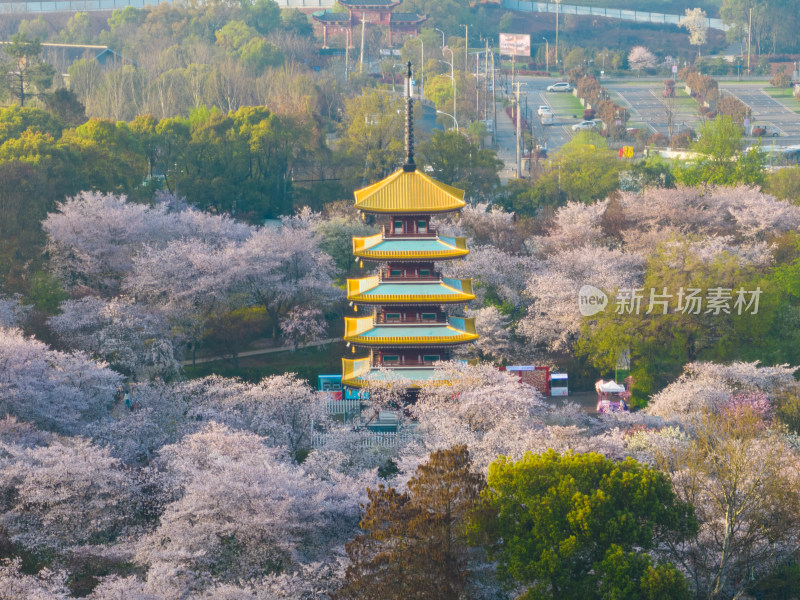 武汉东湖磨山樱花园樱花盛开