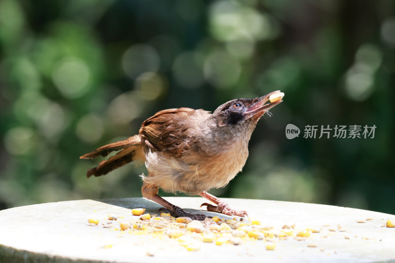 黑脸噪鹛