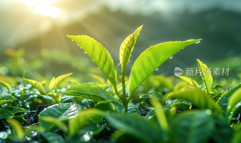 晨曦茶园茶叶农作物绿色生态环保背景