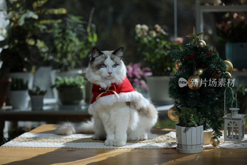 宠物摄影圣诞节的布偶猫