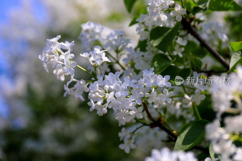 白色丁香花