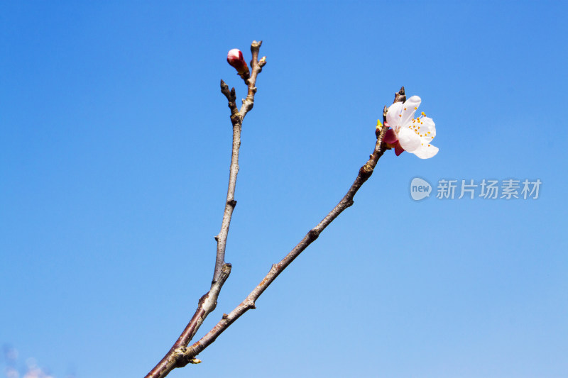 天空春天植物花朵桃花