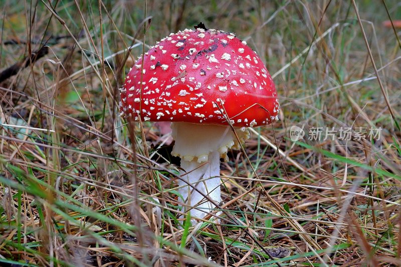 野生菌蘑菇生长环境菌类山菌