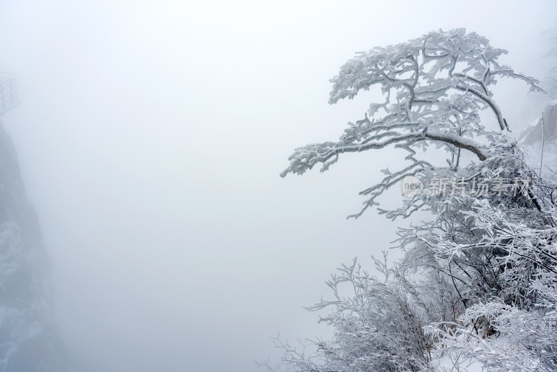 冬季大雪树木雾凇雪挂