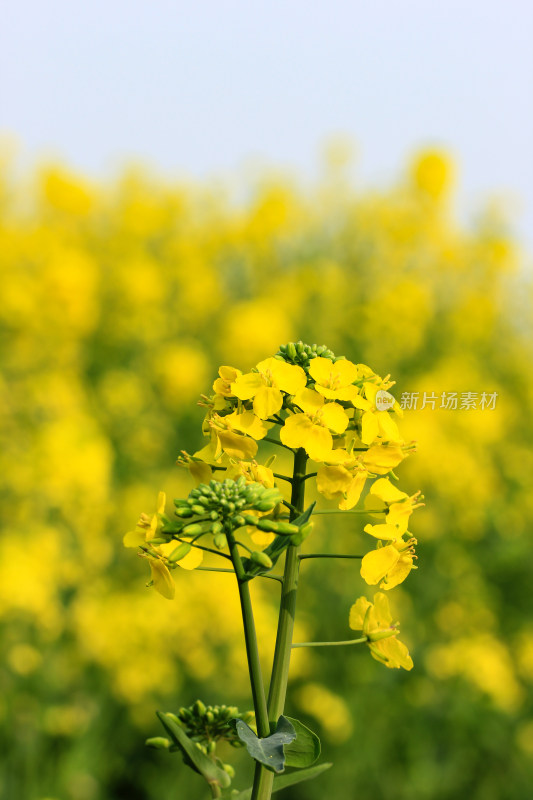 蓝色自然背景中的油菜花