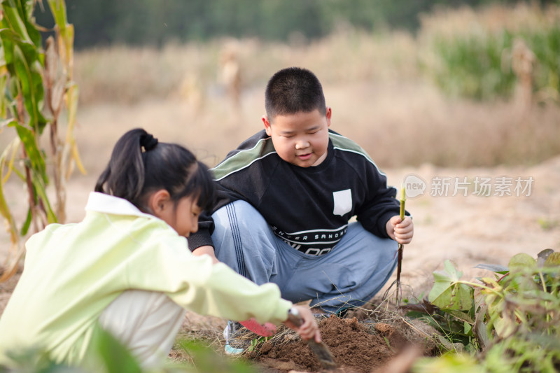 男孩和女孩一起地里挖地瓜