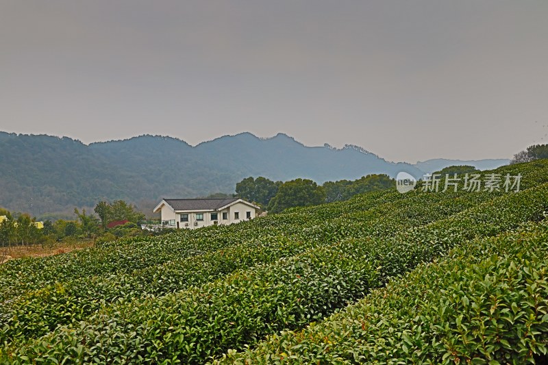 山间茶园与房屋风景