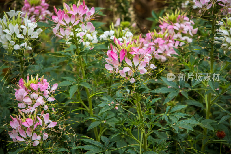 粉白色蜘蛛花鲜花特写