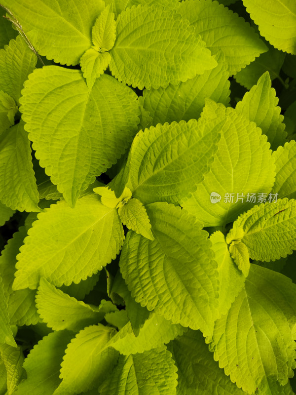 黄绿色植物叶片特写