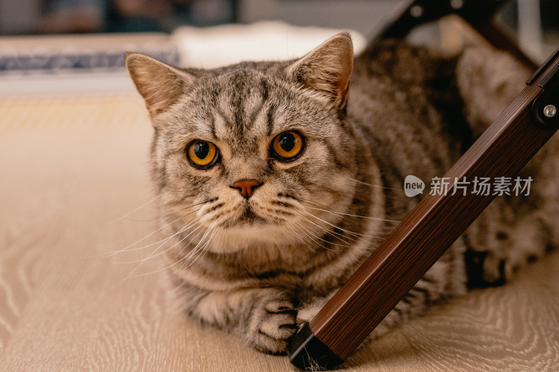 房间里可爱的宠物猫咪