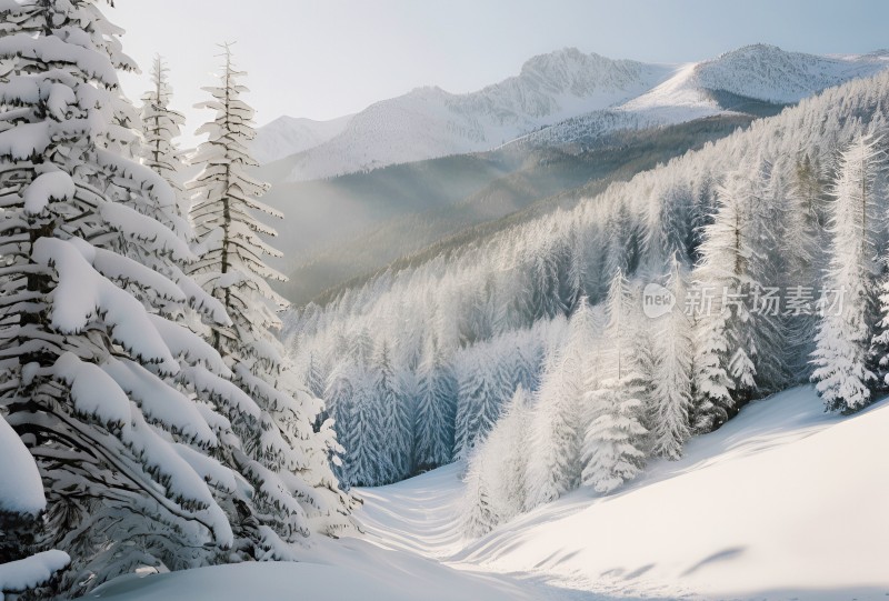 冬季森林白雪覆盖风景