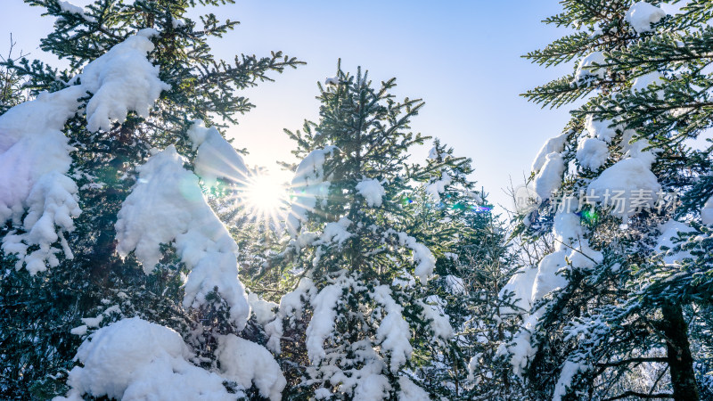 四川甘孜海螺沟冬季森林植被的雪景