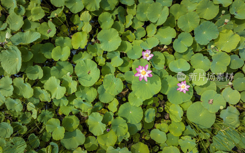 天津西青郊野公园夏季荷花池荷花