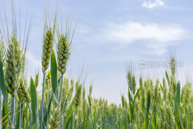 小麦麦穗天空蓝天白云