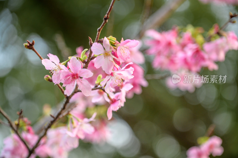 樱花特写拍摄