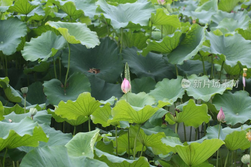 杭州风光 西湖风光